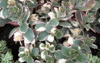 Bryophyllum fedtschenkoi (Kalanchoe fedtschenkoi) ‘Variegata’ – Variegated Lavender Scallops