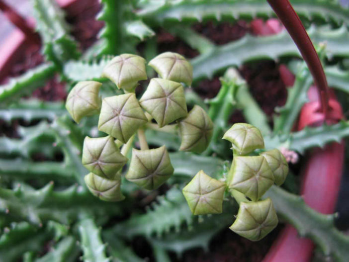 Caralluma Crenulata World Of Succulents