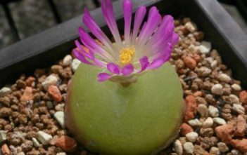 Conophytum burgeri – Burger’s Onion Conophytum burgeri - Burger's Onion
