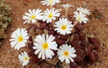 Conophytum pellucidum Conophytum pellucidum