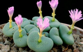 Conophytum wettsteinii – Cone Plants Conophytum wettsteinii - Cone Plants