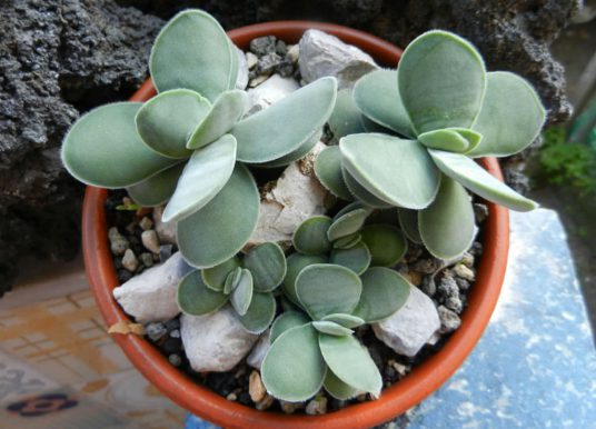 Crassula cotyledonis Crassula cotyledonis