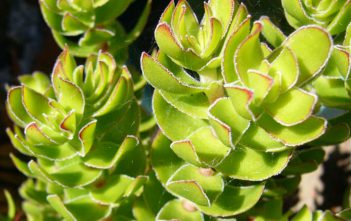 Crassula dejecta – Doily Crassula Crassula dejecta - Doily Crassula