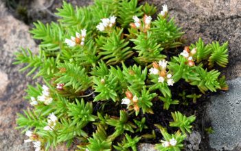 Crassula dependens Crassula dependens