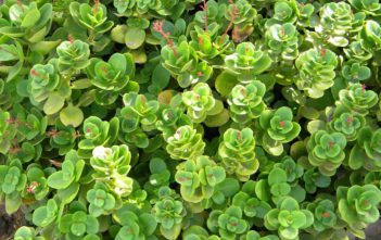 Crassula multicava – Fairy Crassula Crassula multicava - Fairy Crassula