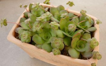 Crassula orbicularis Crassula orbicularis