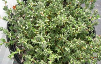 Crassula peploides Crassula peploides