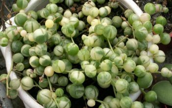 Curio rowleyanus (Senecio rowleyanus) ‘Variegata’ – Variegated String of Pearls Curio rowleyanus (Senecio rowleyanus) 'Variegata'