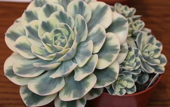 Echeveria ‘Compton Carousel’ – Variegated Hens and Chicks Echeveria 'Compton Carousel' - Variegated Hens and Chicks