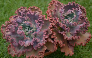 Echeveria ‘Mauna Loa’ Echeveria 'Mauna Loa'