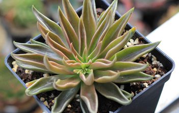 Echeveria lutea – Yellow Echeveria Echeveria lutea - Yellow Echeveria