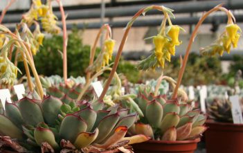 Echeveria pulidonis – Pulido’s Echeveria Echeveria pulidonis - Pulido's Echeveria