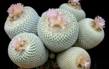 Epithelantha bokei – Pingpong Ball Cactus Epithelantha bokei - Pingpong Ball Cactus