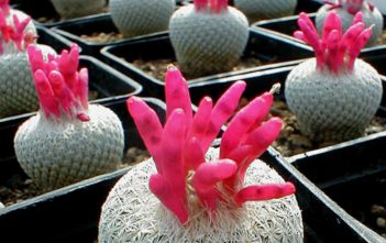 Epithelantha micromeris – Button Cactus Epithelantha micromeris - Button Cactus