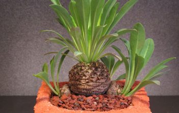 Euphorbia bupleurifolia – Pine Cone Plant Euphorbia bupleurifolia - Pine Cone Plant