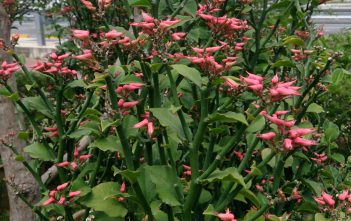 Euphorbia tithymaloides – Devil’s Backbone Euphorbia tithymaloides - Devil's Backbone