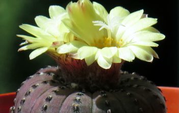 Frailea castanea Frailea castanea
