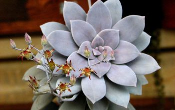 Graptopetalum superbum – Beautiful Graptopetalum Graptopetalum superbum - Beautiful Graptopetalum