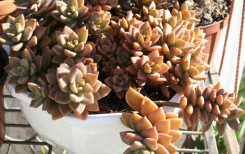 Graptosedum ‘Bronze’ Graptosedum 'Bronze'