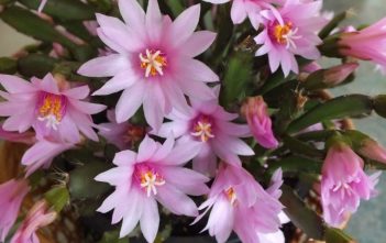 Hatiora rosea – Rose Easter Cactus Hatiora rosea - Rose Easter Cactus