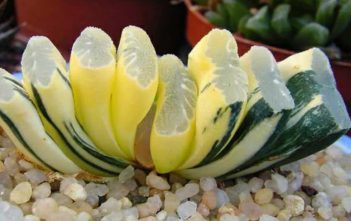 Haworthia truncata f. variegata – Horse’s Teeth Haworthia truncata f. variegata - Horse's Teeth