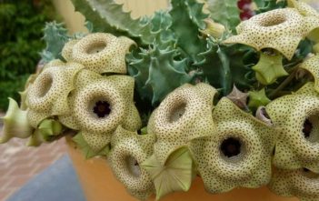 Huernia brevirostris Huernia brevirostris