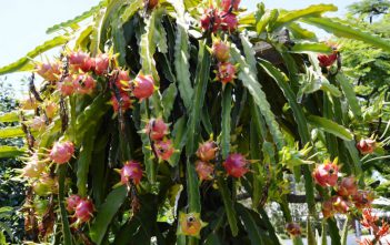 Hylocereus costaricensis – Costa Rica Nightblooming Cactus Hylocereus costaricensis - Costa Rica Nightblooming Cactus