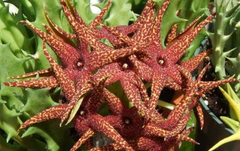 Orbea lutea subsp. vaga Orbea lutea subsp. vaga