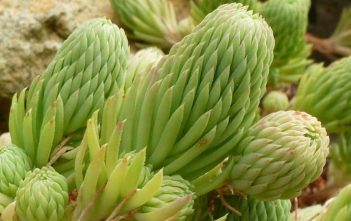 Petrosedum forsterianum – Rock Stonecrop Petrosedum forsterianum - Rock Stonecrop