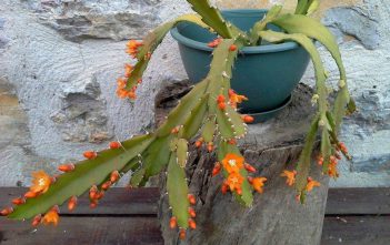 Pfeiffera monacantha Pfeiffera monacantha