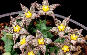 Piaranthus geminatus Piaranthus geminatus
