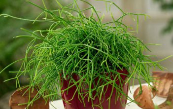 Rhipsalis burchellii – Mistletoe Cactus Rhipsalis burchellii - Mistletoe Cactus