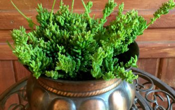 Rhipsalis mesembryanthemoides – Clumpy Mistletoe Cactus Rhipsalis mesembryanthemoides - Clumpy Mistletoe Cactus