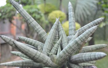 Sansevieria cylindrica var. patula ‘Boncel’ – Spear Orchid Sansevieria cylindrica 'Boncel' - Spear Orchid