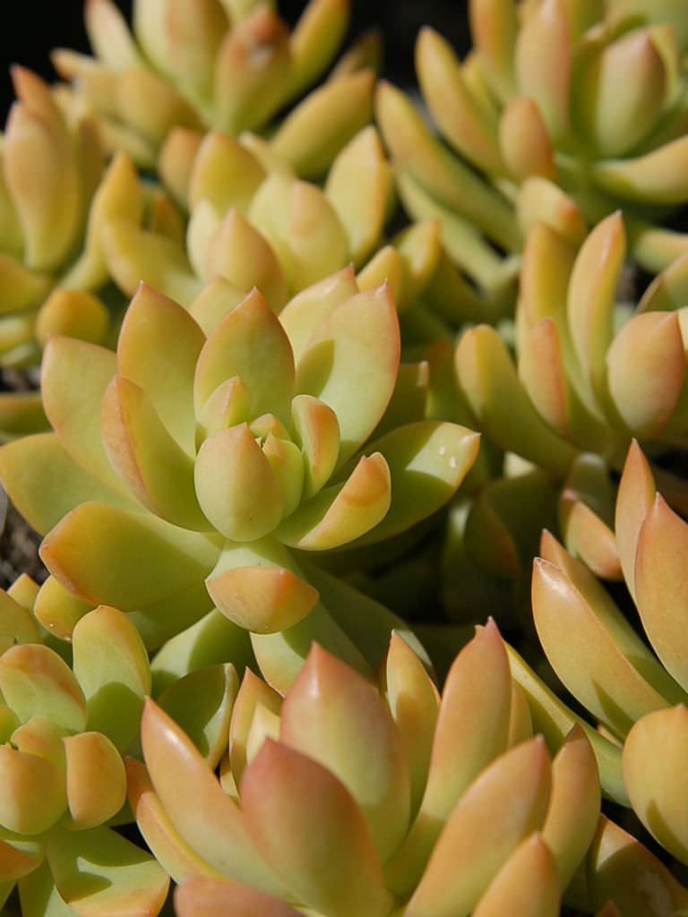 Sedum adolphii - Golden Sedum | World of Succulents