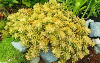 Sedum adolphii – Golden Sedum Sedum adolphii - Golden Sedum