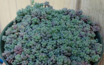 Sedum dasyphyllum ‘Minor’ – Corsican Stonecrop Sedum dasyphyllum 'Minor'
