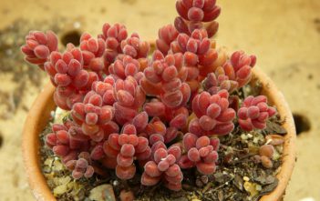 Sedum stahlii – Mexican Sedum Sedum stahlii - Mexican Sedum