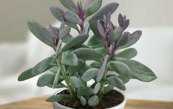 Senecio crassissimus – Vertical Leaf Senecio Senecio crassissimus - Vertical Leaf Senecio