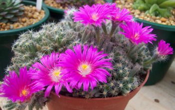 Trichodiadema densum – Miniature Desert Rose Trichodiadema densum - Miniature Desert Rose