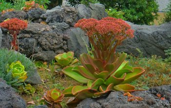Aeonium nobile – Noble Aeonium Aeonium nobile - Noble Aeonium