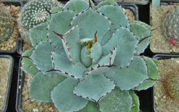 Agave isthmensis – Dwarf Butterfly Agave Agave isthmensis - Dwarf Butterfly Agave