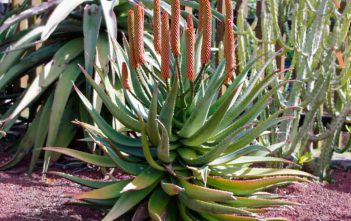 Aloe rupestris – Bottlebrush Aloe Aloe rupestris - Bottlebrush Aloe