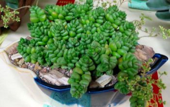 Crassula elegans – Elegant Crassula Crassula elegans - Elegant Crassula