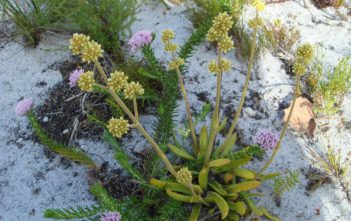 Crassula nudicaulis – Naked-stalked Crassula Crassula nudicaulis - Naked-stalked Crassula