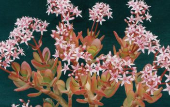 Crassula ovata ‘Pink Beauty’ – Pink Jade Plant Crassula ovata 'Pink Beauty' - Pink Jade Plant