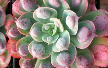Echeveria ‘Raindrops’ – Raindrops Echeveria Echeveria 'Raindrops' - Raindrops Echeveria
