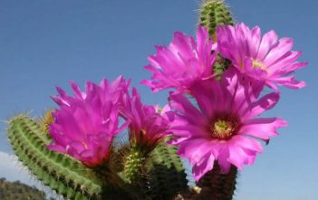 Echinocereus viereckii Echinocereus viereckii
