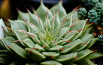 Graptoveria ‘Silver Star’ Graptoveria 'Silver Star'