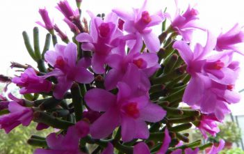 Hatiora herminiae Hatiora herminiae